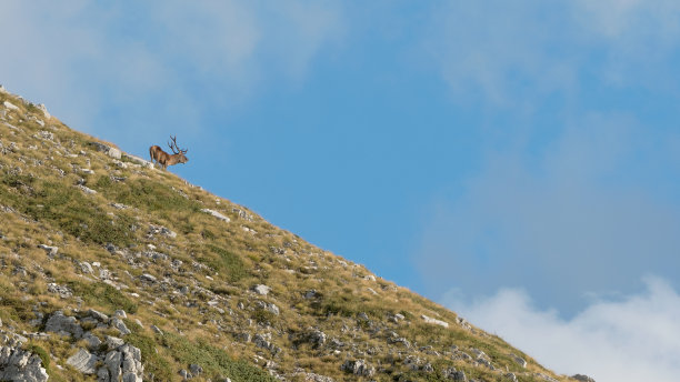阿尔卑斯山的风景有马鹿的剪影图片下载