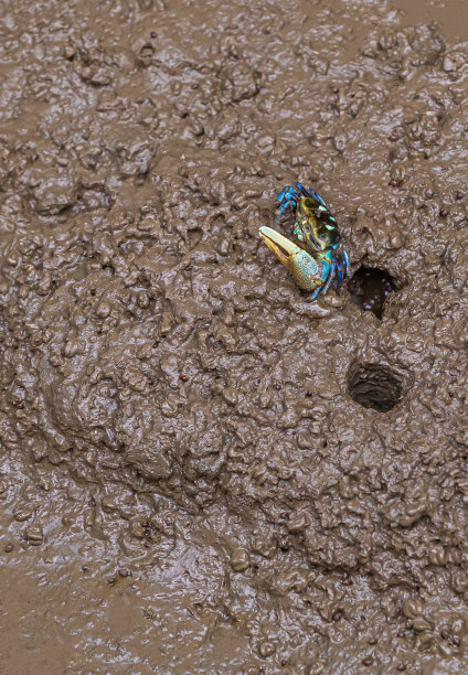 栖息地的彩色螃蟹图片下载