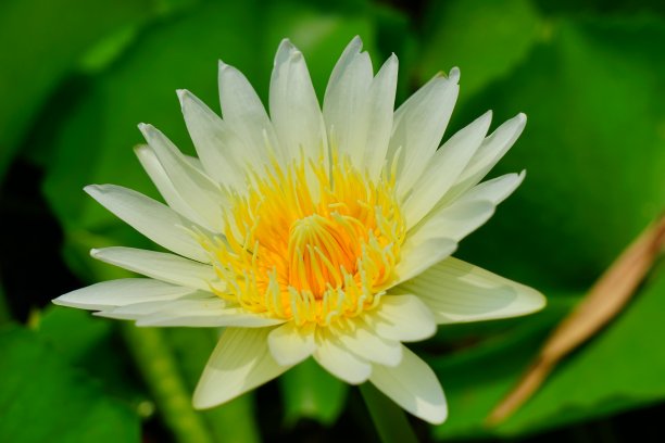 白色的睡莲漂浮在池塘里图片下载