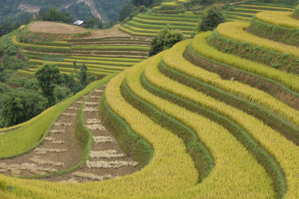 越南老蔡省的梯田遗址。照片用于广告印刷，创意设计，旅游等图片下载