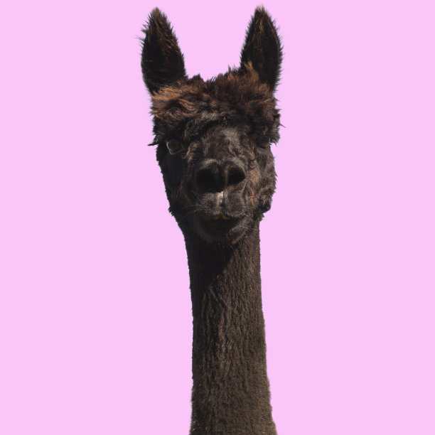 粉红色背景上的黑色羊驼图片下载