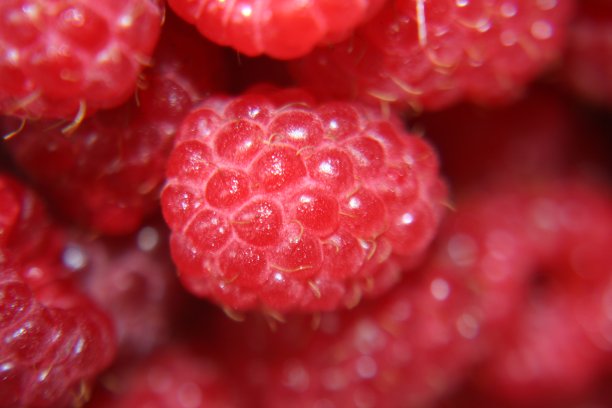 红熟的覆盆子在碗里。图片下载