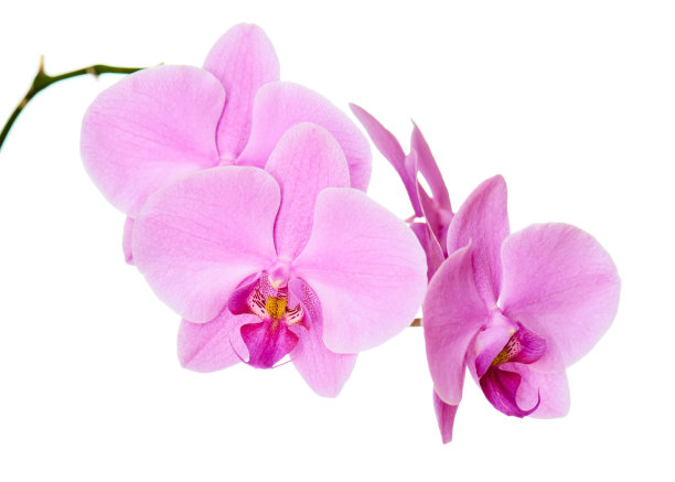 孤立在白色背景上的兰花枝。图片下载