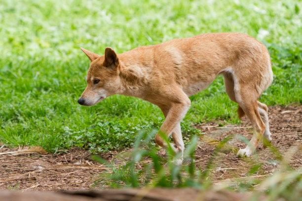 澳洲野犬肖像图片下载