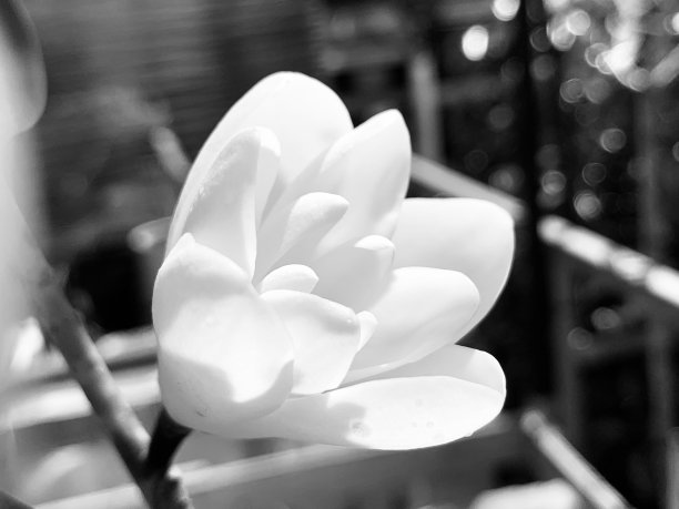 卡梅利亚·巴德图片下载