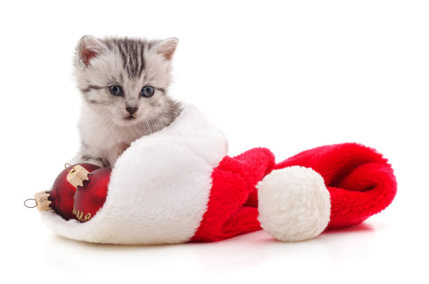 帽子里的小猫圣诞老人。图片下载