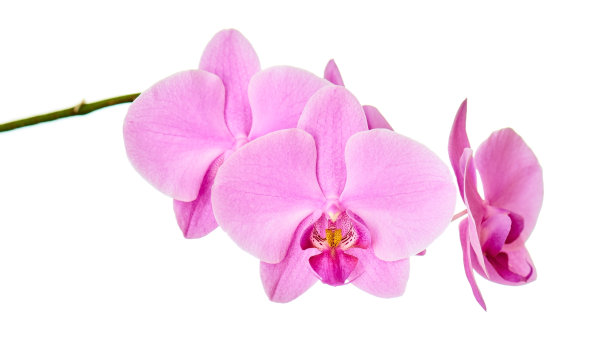 孤立在白色背景上的兰花枝。图片下载