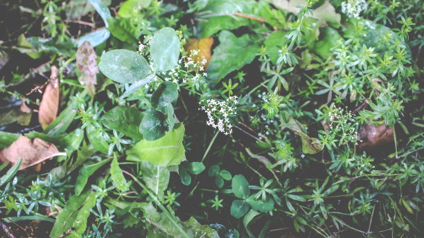 植物和花的特写照片。雨后下午的照片图片下载