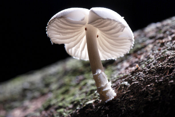 在圣埃斯皮里图的瓜拉帕里拍摄的蘑菇。图片下载