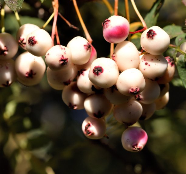 白色罗文浆果。图片下载