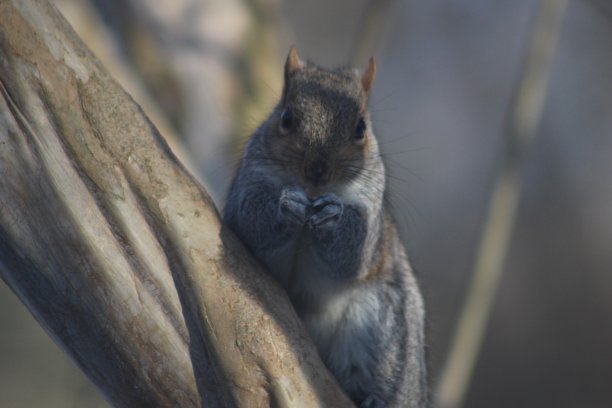 松鼠在树上吃花生。图片下载