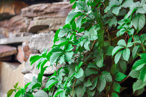 野葡萄或绿常春藤覆盖着石墙和楼梯。光线，日落或黎明。选择性聚焦，特写。图片下载