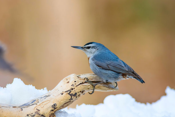 可爱的小鸟和冬天。白雪的背景。鸟:Krupers五子雀。Sitta krueperi。图片下载