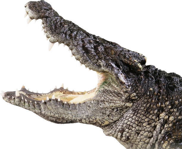 鳄鱼的头和白色的背景。剪切路径。图片下载