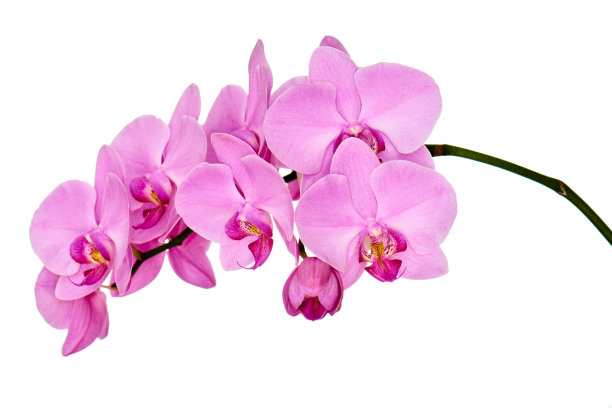 孤立在白色背景上的兰花枝。图片下载