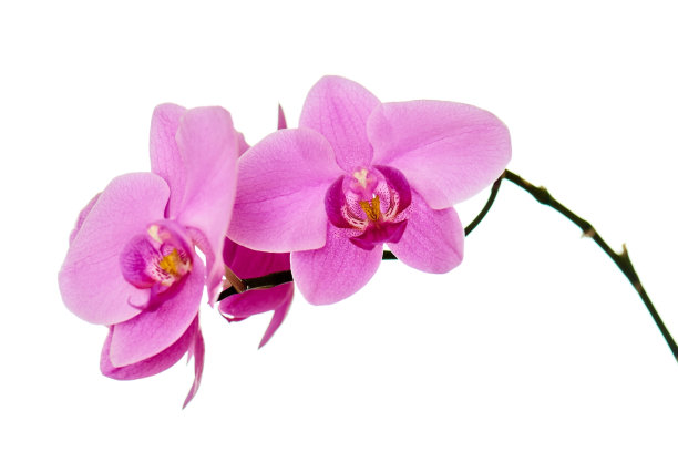 孤立在白色背景上的兰花枝。图片下载