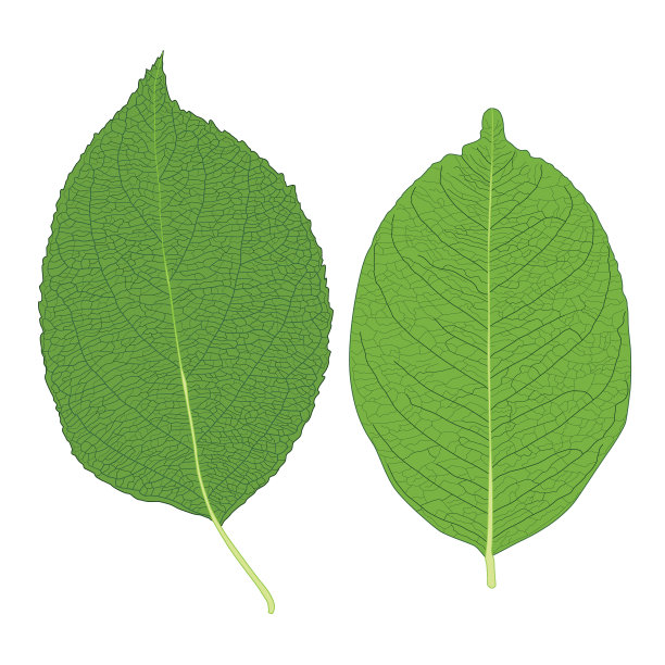 绿叶鲜抽象孤立在白色背景插图向量图片下载