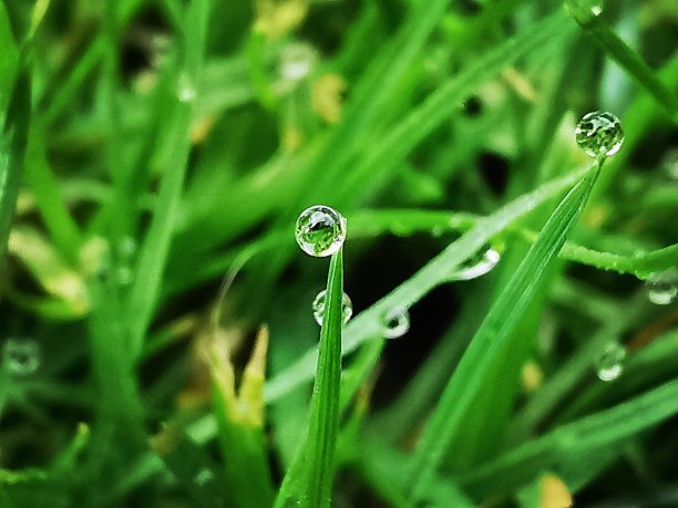 草地上的雨滴图片下载