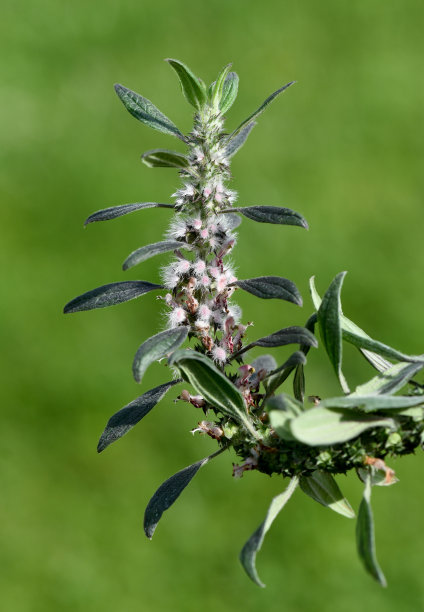 益母草，属，益母草，心，药用植物图片下载