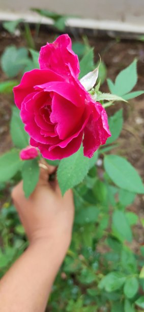 美丽的红玫瑰图片下载