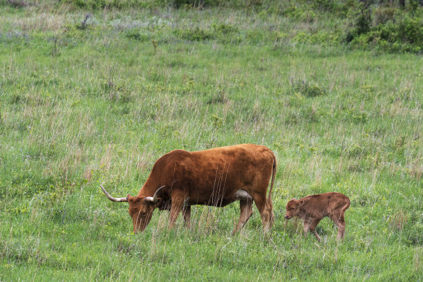 长角牛小腿图片下载