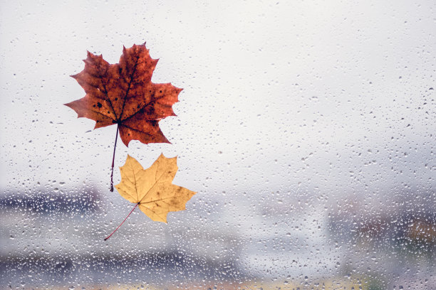 枫叶上的雨滴唯美图片图片