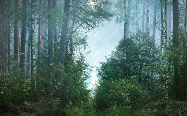 在拉脱维亚美丽的落叶森林里，雾蒙蒙的日出。图片下载