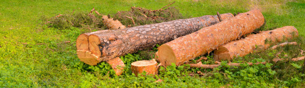 树脂松树树干上散发着树脂气味，为未来公园的绿色草坪作场地帽图片下载