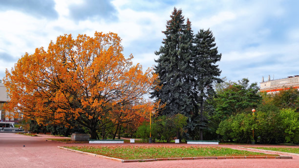 俄罗斯著名大学校园里的金秋与红橡树形成了强烈的对比图片下载