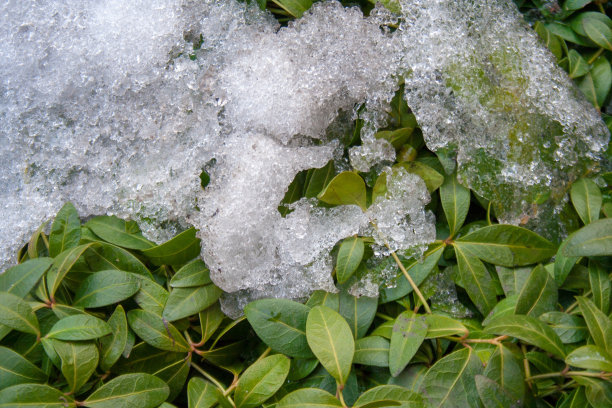 在春天的季节里，雪花落在绿叶上图片下载