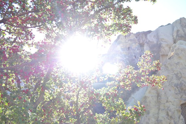 地中海阳光下的猩红火刺图片下载