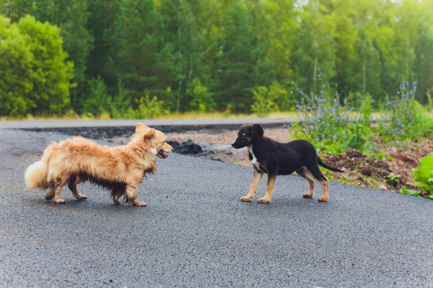 两只愚蠢的杂种狗在池塘前的草地上打架。图片下载