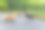 两只愚蠢的杂种狗在池塘前的草地上打架。图片下载