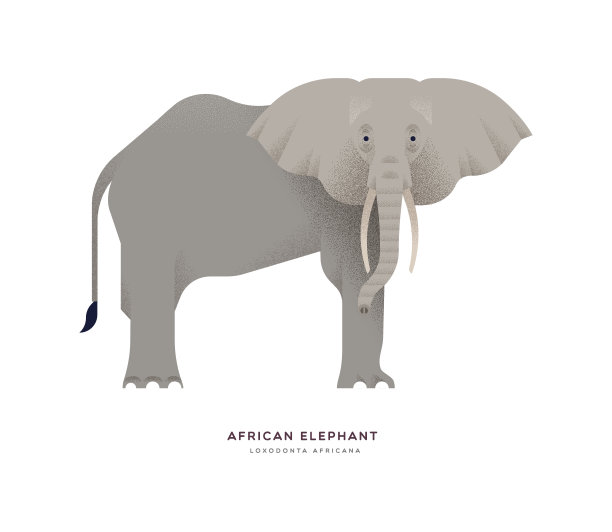 非洲大象野生动物孤立背景图片下载