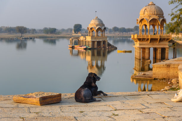 清晨加迪萨尔湖上的狗。在Jaisalmer的人工水库和寺庙。印度图片下载