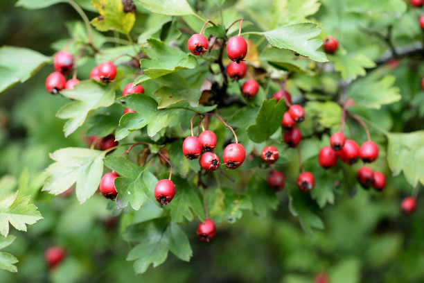 秋日山楂树枝上的浆果特写图片下载