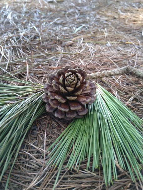 菠萝松图片下载