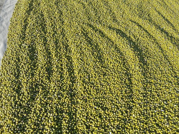 这是新鲜的绿豆图片下载