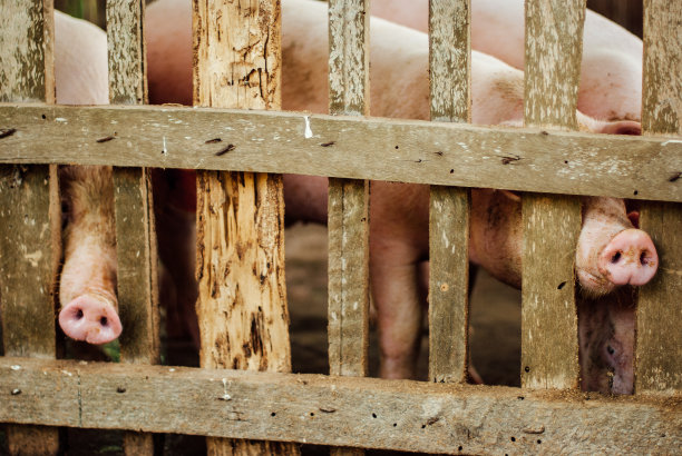 贫穷农村的猪图片下载