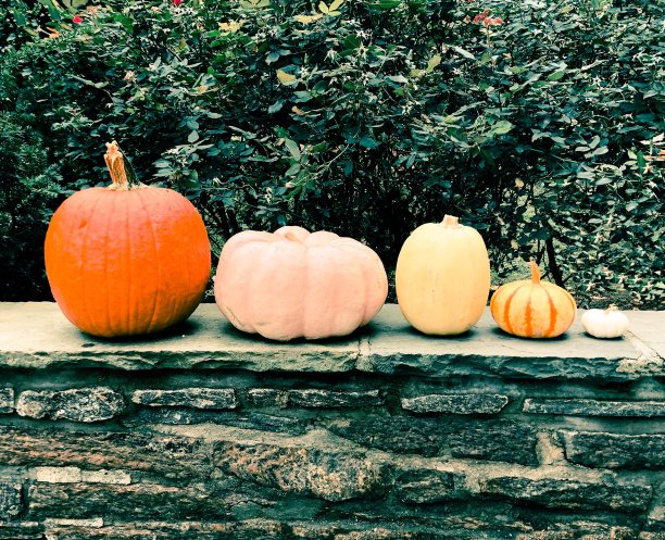 各种大小，颜色和形状的南瓜在石头墙上图片下载