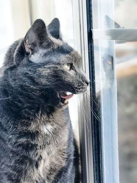 灰色的猫打呵欠图片下载