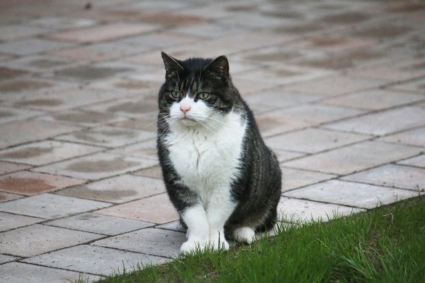 美丽的小猫正坐在花园的露台上图片下载