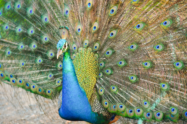 雄性孔雀敞开着自己的故事图片下载