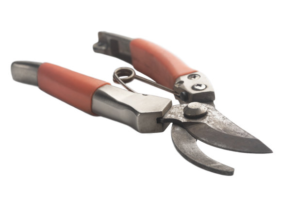 修剪剪在白色的背景图片下载