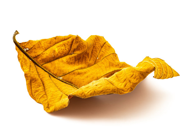 白色背景上的干叶纹理图片下载