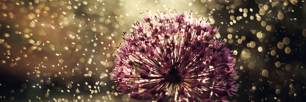 抽象的花微距照片与水滴。艺术背景的桌面。神奇的花卉艺术横幅。图片下载