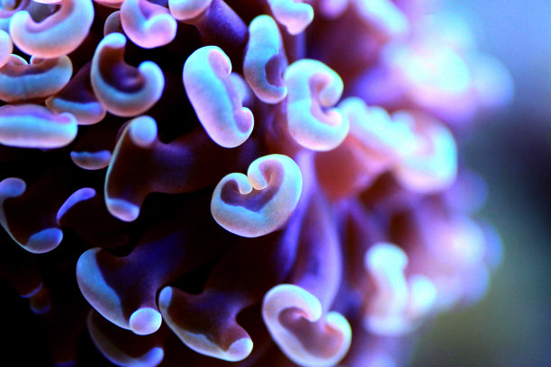 锤形珊瑚(Euphyllia ancora)是锤形珊瑚科的一种硬珊瑚。图片下载