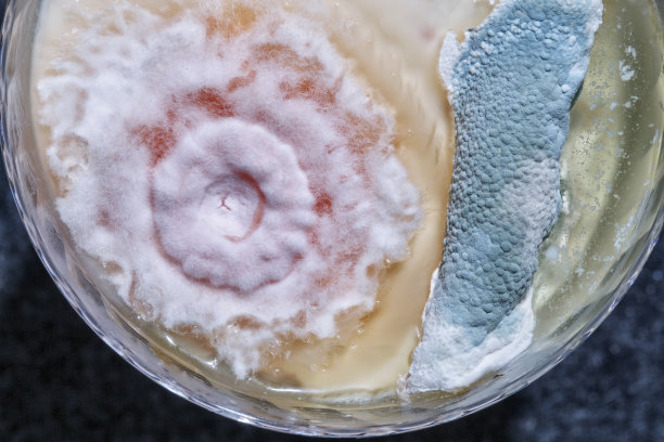 这是一杯酸奶牛奶中绿色和白色真菌的特写照片图片下载