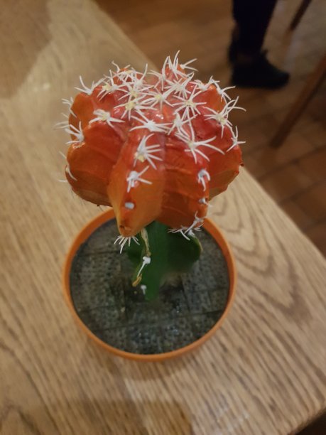 仙人掌植物装饰图片下载