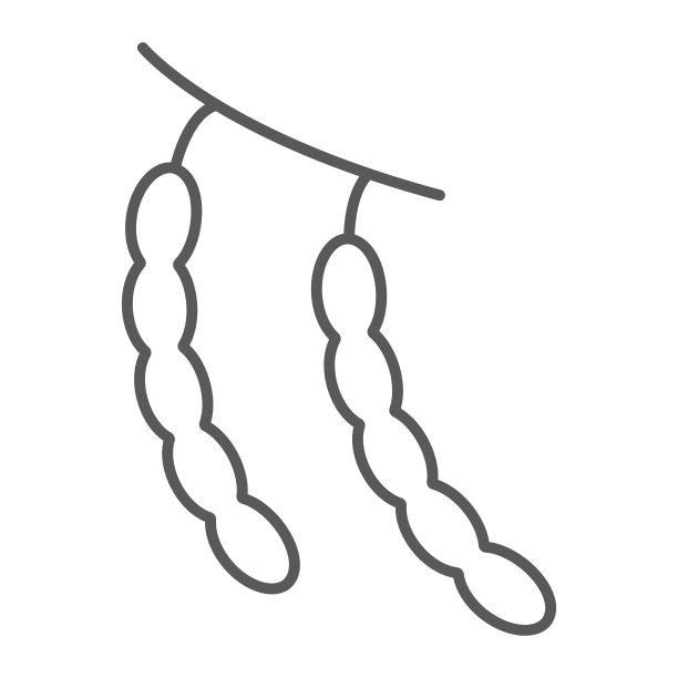 菜豆细线图标、水果蔬菜、豆类符号、矢量图形、白色背景上的线性图案。图片下载